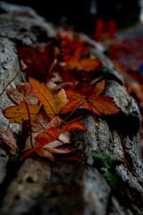 Leaves scattered on a log 