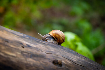 Little snail