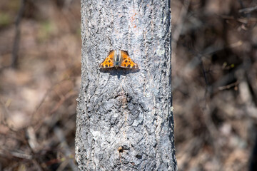 a boterfly on a tree