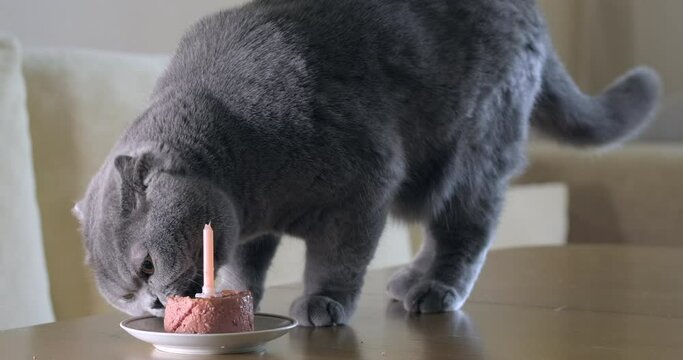 Scottish Fold Cat Celebrates Happy Birthday. British cat sniffs and eating cake from the pet food in plate with candle. Food in bowl. Grey domestic pedigreed cat close-up. Anniversary holiday concept