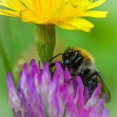 bumblebee on a clover flower