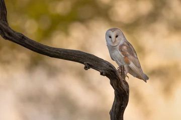 Zelfklevend Fotobehang Barn owl perched on a branch with golden foliage in the background. © L Galbraith