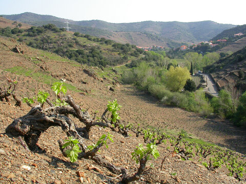 Banyuls, le vignoble