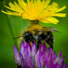 bumblebee on a clover flower