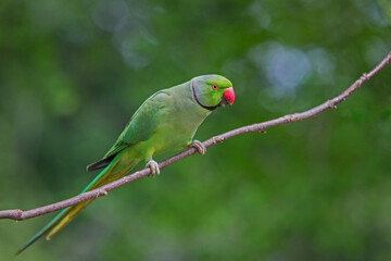 Rose-ringed Parakeet, Psittacula Krameri Manillensis, also known as the Ring-necked Parakeet, in flight hovering to be fed in London United Kingdom UK