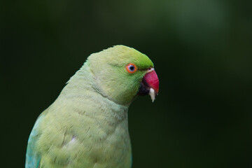 Ring Necked Parakeet in Hyde Park London