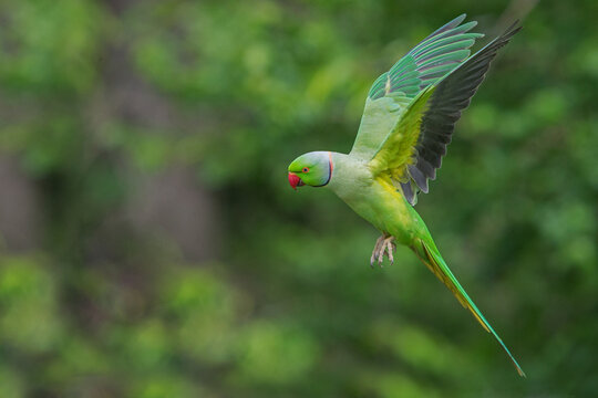 Rose-ringed Parakeet, Psittacula Krameri Manillensis, also known as the Ring-necked Parakeet, in flight hovering to be fed in London United Kingdom UK