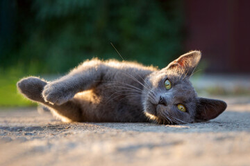 Cat relaxing in the sun - 452157758