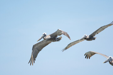 brown pelicans in flight over Atlantic Ocean