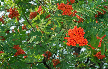 Orange rowan berries in the rays of the sunset.