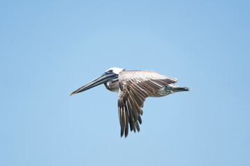 brown pelicans in flight over Atlantic Ocean