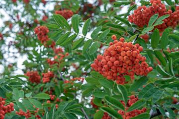 Orange rowan berries. Rowan bunches in the autumn garden.