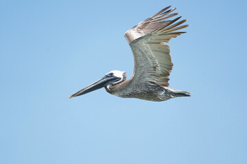 brown pelicans in flight over Atlantic Ocean
