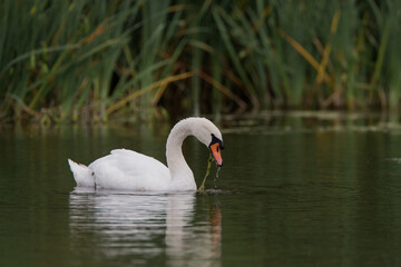 Swan looking for food among the reeds, on the river severn. Shropshire United Kingdom