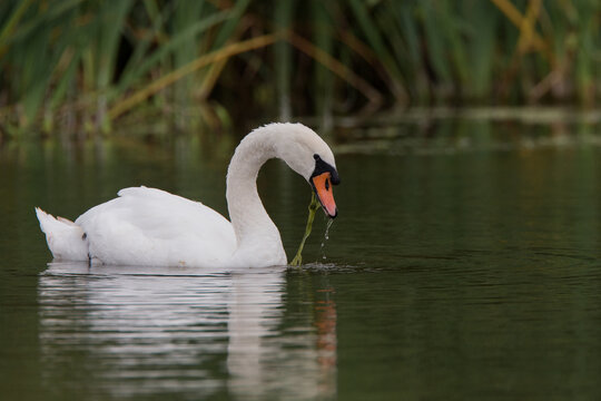 Swan Looking For Food Among The Reeds, On The River Severn. Shropshire United Kingdom