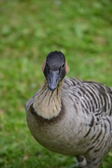 zoo, tier, affe, ganz, vofel, makak, wild lebende tiere, baby, säugetier, wild, natur, mama, fell, asien, tierpark, dschungel, gesicht, kind, wald, liebe, sitzen, siam, braun, familie, gibraltar, anre