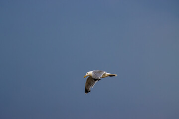 Seagull
