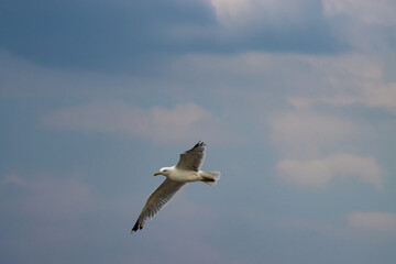 Seagull