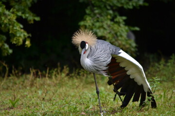 zoo, tier, affe, ganz, vofel, makak, wild lebende tiere, baby, säugetier, wild, natur, mama, fell, asien, tierpark, dschungel, gesicht, kind, wald, liebe, sitzen, siam, braun, familie, gibraltar, anre