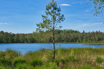 Einsamer Waldsee im Sommer