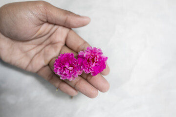 Two tone color of Grandiflora, japanese rose or Mose Rose. Beautiful sun plant.