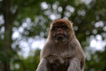 zoo, tier, affe, ganz, vofel, makak, wild lebende tiere, baby, säugetier, wild, natur, mama, fell, asien, tierpark, dschungel, gesicht, kind, wald, liebe, sitzen, siam, braun, familie, gibraltar, anre