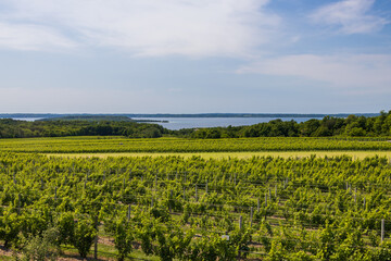 Fototapeta na wymiar Vineyard with lake in background