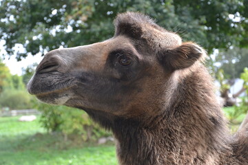 Obraz premium tier, bulle, säugetier, flusspferd, flusspferd, wild, natur, wild lebende tiere, gras, bauernhof, tier, big, warzenschwein, gross, nashorn, safari, braun, tierpark, 