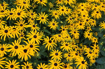 yellow flowers background