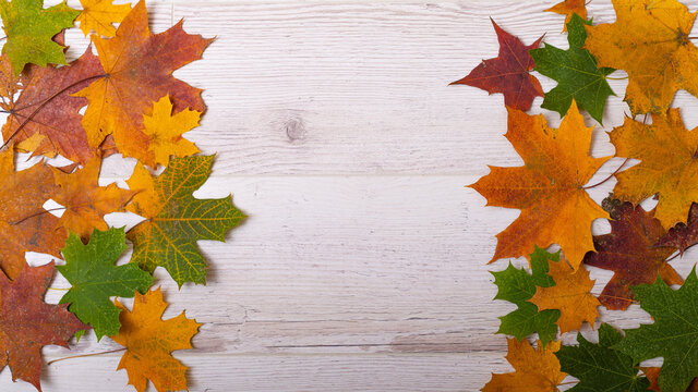 Multicolored maple leaves on a wooden background. Copy space