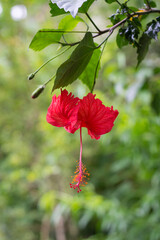 red hibiscus flower, large trumpet-shaped bloom in a natural background