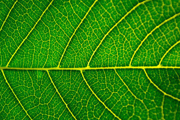 abstract background of green leaves in closeup or macro has detail and structure of vein or cell is way on texture of leaf fresh with bright light at foliage. pattern detail structure on leaf