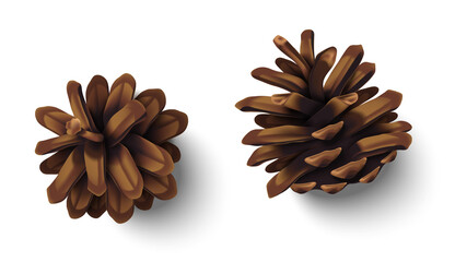 Realistic Christmas fir tree cones set isolated on white background. Vector illustration. Brown natural pinecones collection