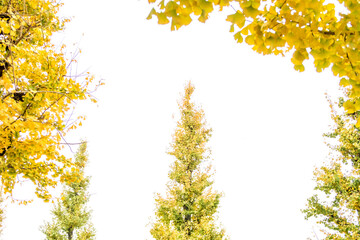 秋色のイチョウのフレーム/銀杏並木/白背景画像
