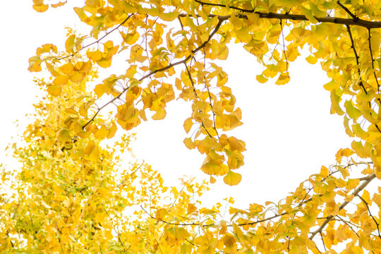秋色のイチョウのフレーム/銀杏並木/白背景画像