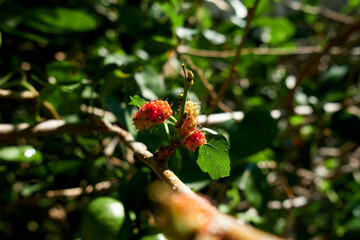 Red mulberry tree branch with vibrant leaves, ripening fruits and many immature red berries. Tasty natural organic mineral ingredient for cooking. Tasty bright fruits mulberry tree.