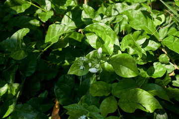 Tropical nature in the forest. Bright greenThe bud of jjasmine. Close up of jasmine or lilly or jasmin flower blooming in the botany garden, elegance and beauty of aquatic plants in thailand.