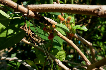 Red mulberry tree branch with vibrant leaves, ripening fruits and many immature red berries. Tasty natural organic mineral ingredient for cooking. Tasty bright fruits mulberry tree.