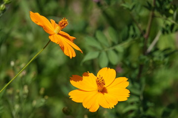 キバナコスモスは美しく咲く