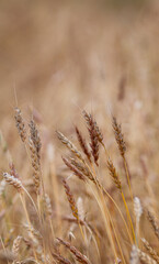 Ears of wheat or rye growing in the field at sunset. A field of rye during the harvest period in an agricultural field.
