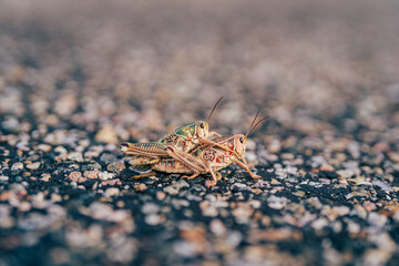 Macro Plains Lubber Grasshoppers Mating on Asphalt Paved Road in Wyoming Wildlife
