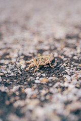 Macro Plains Lubber Grasshopper on Asphalt Paved Road in Wyoming Wildlife