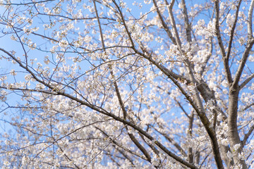 空と桜