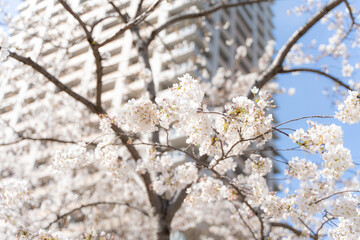 入社式の桜