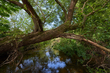 a tree bent over a small river