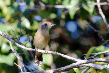 female of Sooretama Slaty-Antshrike (Thamnophilus ambiguus) perched among the branches. Mata de São João, Bahia; Brazil