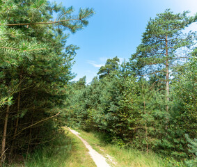 Track through the Veluwe north of Apeldoorn in The Netherlands