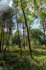 Fototapeta premium Part of the forest north of Apeldoorn, part of the Veluwe.