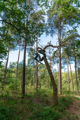 Track through the Veluwe north of Apeldoorn in The Netherlands
