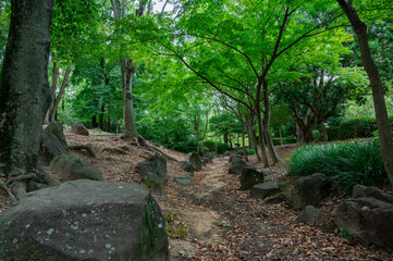 大仙公園-公園内森林-